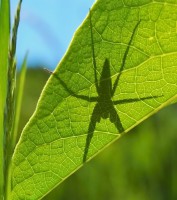/album/fotogaleria-fotogaleria/pisaura-mirabilis-2-jpg/